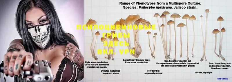 Псилоцибиновые грибы Psilocybe  Электрогорск 